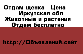 Отдам щенка › Цена ­ 10 - Иркутская обл. Животные и растения » Отдам бесплатно   